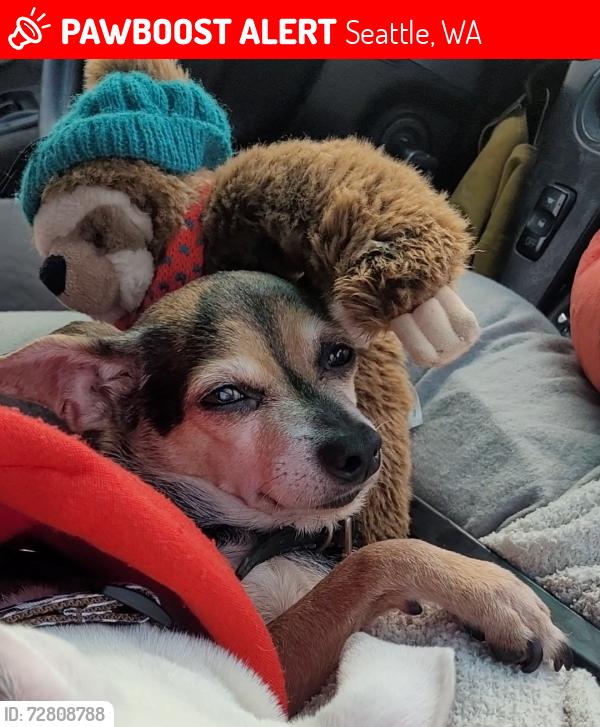 Lost Female Dog last seen Qfc on 2707 Rainier Ave S, Seattle, WA 98144, Seattle, WA 98144