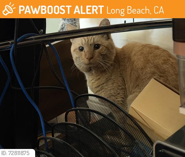 Found/Stray Unknown Cat last seen 10th and Ximeno , Long Beach, CA 90804