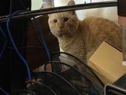 Found/Stray Unknown Cat last seen 10th and Ximeno , Long Beach, CA 90804