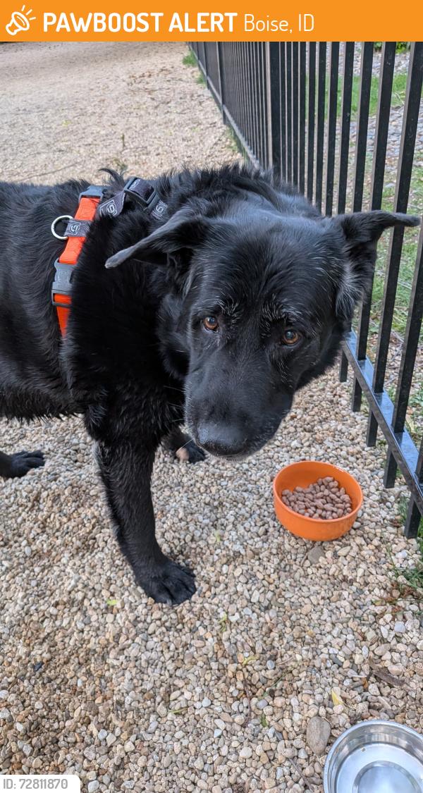Found/Stray Male Dog last seen Reed hse apmts, Boise, ID 83706