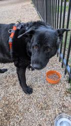 Found/Stray Male Dog last seen Reed hse apmts, Boise, ID 83706