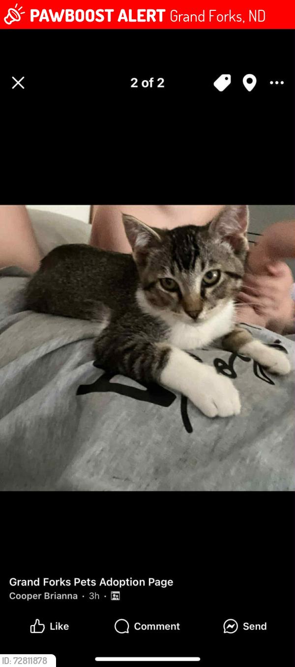 Lost Male Cat last seen By the hosp , Grand Forks, ND 58201