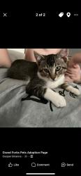 Lost Male Cat last seen By the hosp , Grand Forks, ND 58201