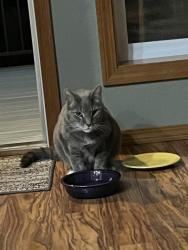 Found/Stray Unknown Cat last seen Oregon Trail neighborhood, SW Santa Fe Terrace, Sherwood, OR 97140