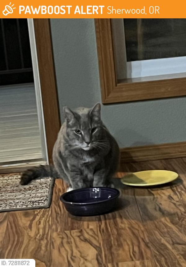 Found/Stray Unknown Cat last seen Oregon Trail neighborhood, SW Santa Fe Terrace, Sherwood, OR 97140