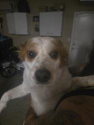 Found/Stray Male Dog last seen Ramona and Evans, Perris, CA 92571