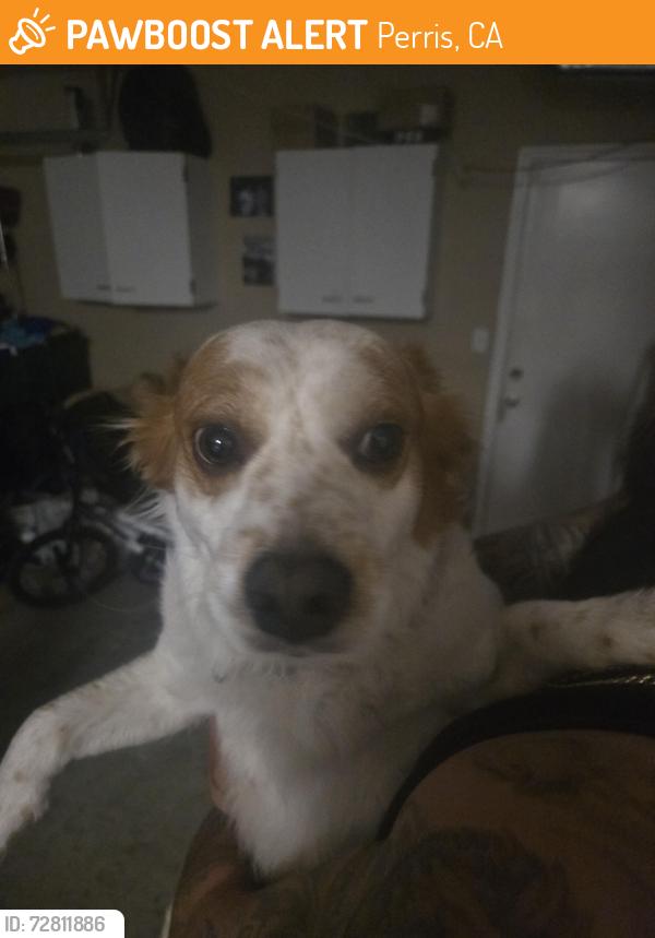 Found/Stray Male Dog last seen Ramona and Evans, Perris, CA 92571