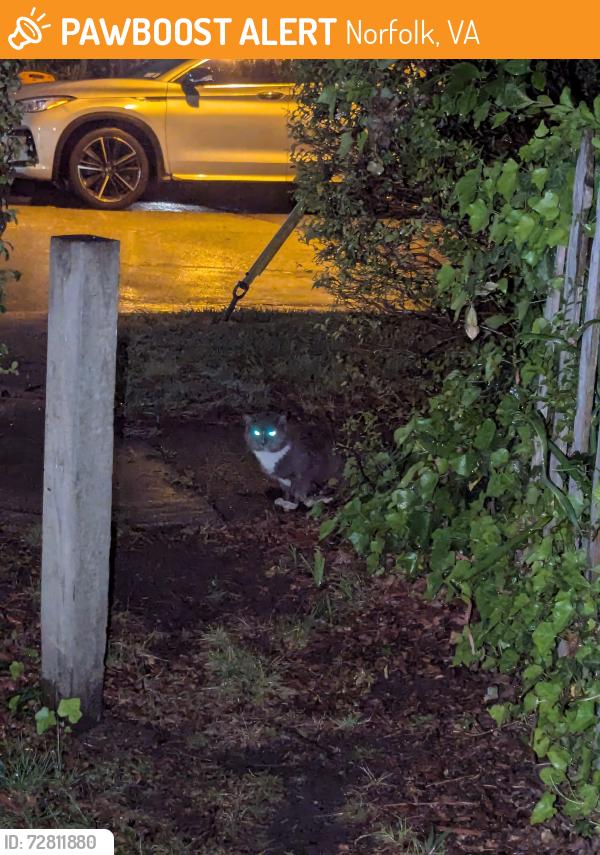 Found/Stray Unknown Cat last seen Granby and Tidewater Drive intersection and the intersection of Tidewater Drive and East Gilpin Avenue , Norfolk, VA 23503