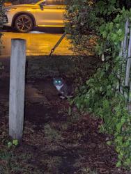 Found/Stray Unknown Cat last seen Granby and Tidewater Drive intersection and the intersection of Tidewater Drive and East Gilpin Avenue , Norfolk, VA 23503