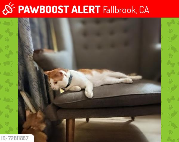 Lost Male Cat last seen Kalmia and pico , Fallbrook, CA 92028