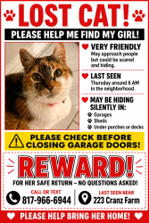 Lost Female Cat last seen Baileyboswell, Saginaw, TX 76131