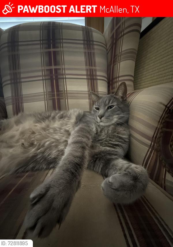 Lost Male Cat last seen Dove & Heron, McAllen, TX 78504