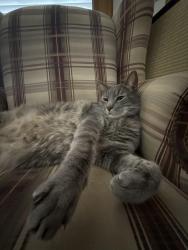 Lost Male Cat last seen Dove & Heron, McAllen, TX 78504