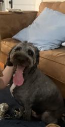 Lost Male Dog last seen Starland Yard, Savannah, GA 31401
