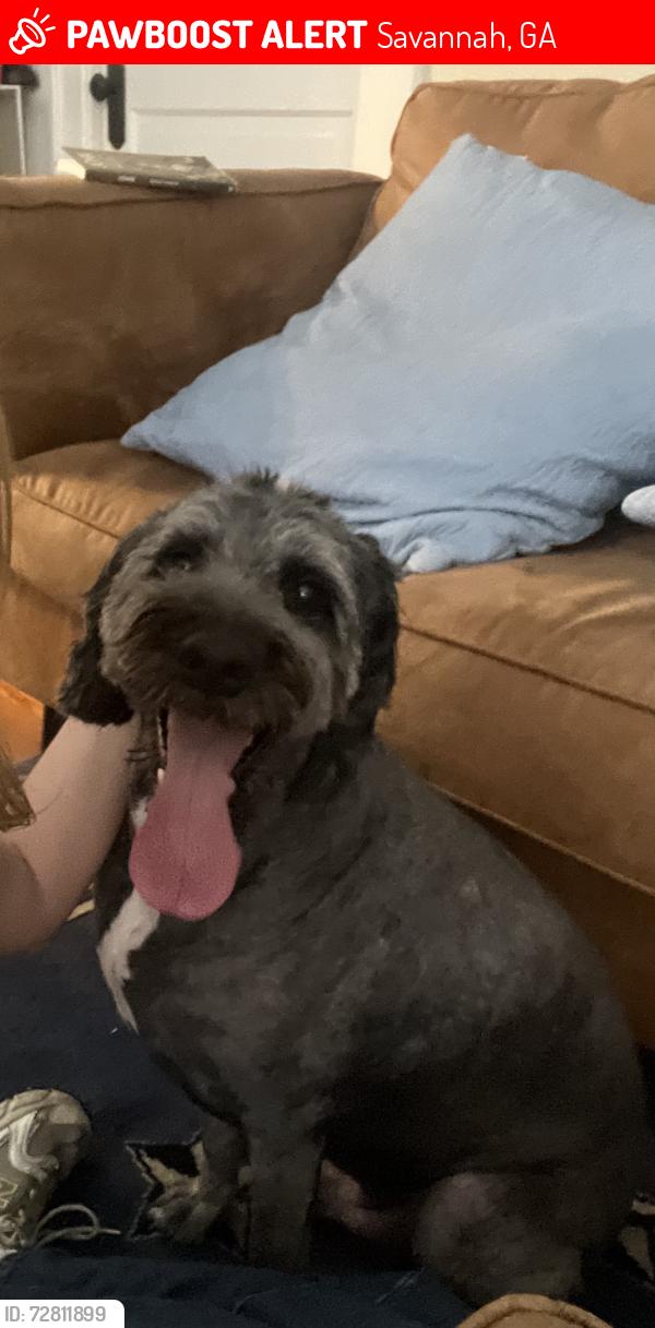 Lost Male Dog last seen Starland Yard, Savannah, GA 31401