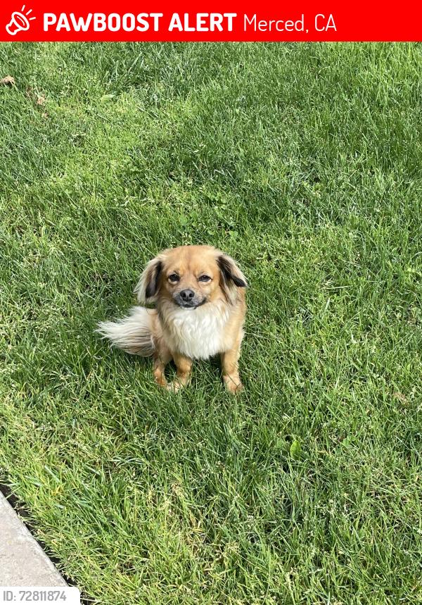 Lost Male Dog last seen Alicia reyes elementary , maybe even tenaya middle school , Merced, CA 95341