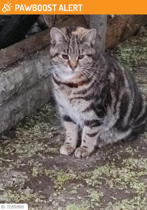 Found/Stray Female Cat last seen Saltley Gate, West Midlands, England B8
