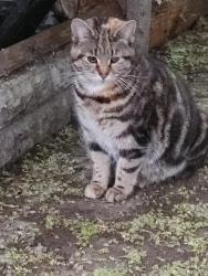Found/Stray Female Cat last seen Saltley Gate, West Midlands, England B8