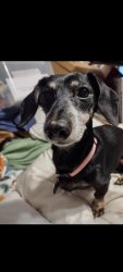 Lost Female Dog last seen South Lake, near the old Kent's Corner, Lexington, SC 29073