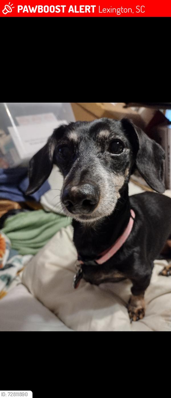 Lost Female Dog last seen South Lake, near the old Kent's Corner, Lexington, SC 29073