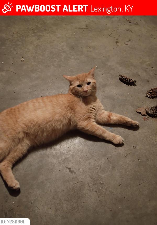 Lost Male Cat last seen Roanoke Rd , Lexington, KY 40504