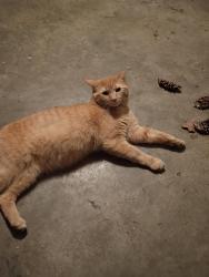 Lost Male Cat last seen Roanoke Rd , Lexington, KY 40504