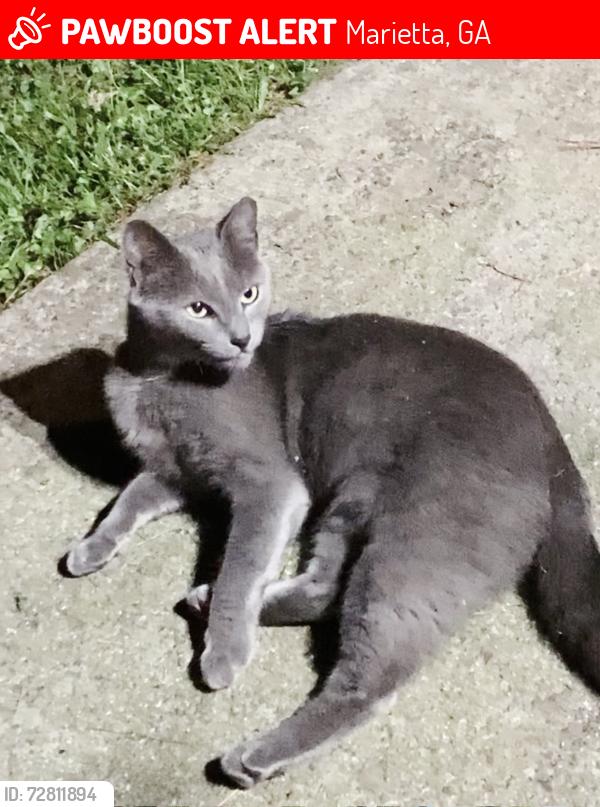 Lost Female Cat last seen Horseshoe Bend, Marietta, GA 30064