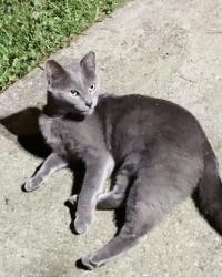 Lost Female Cat last seen Horseshoe Bend, Marietta, GA 30064