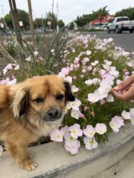 Lost Male Dog last seen Alicia Reyes elementary and maybe even tenaya middle school, Merced, CA 95341