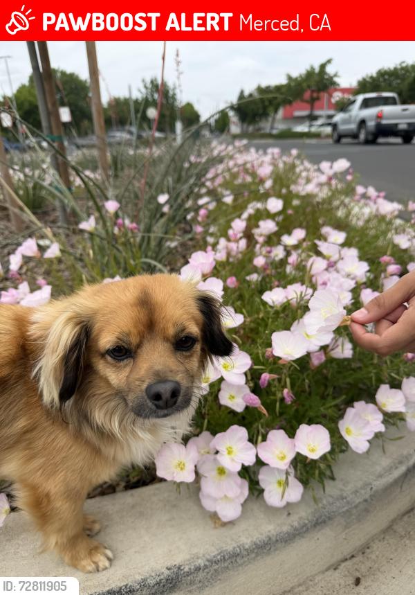 Lost Male Dog last seen Alicia Reyes elementary and maybe even tenaya middle school, Merced, CA 95341