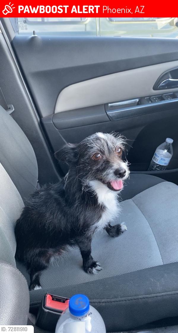 Lost Female Dog last seen Camelback and I-17, Phoenix, AZ 85015