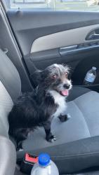 Lost Female Dog last seen Camelback and I-17, Phoenix, AZ 85015