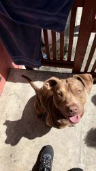 Lost Male Dog last seen Hedding st , San Jose, CA 95112