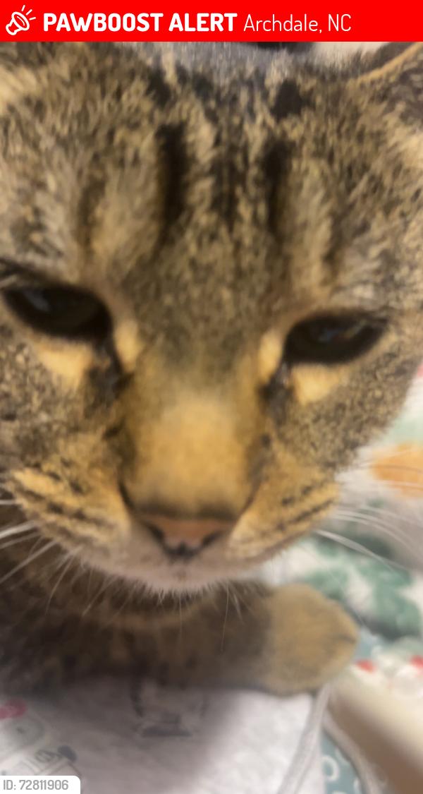 Lost Female Cat last seen Near Englewood Dr, Archdale, NC 27263, Archdale, NC 27263