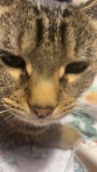 Lost Female Cat last seen Near Englewood Dr, Archdale, NC 27263, Archdale, NC 27263