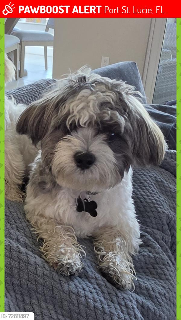Lost Male Dog last seen Near SW Jasper lake way, Port St. Lucie, FL 34987