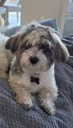 Lost Male Dog last seen Near SW Jasper lake way, Port St. Lucie, FL 34987