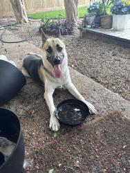 Found/Stray Male Dog last seen Long Point , Houston, TX 77055