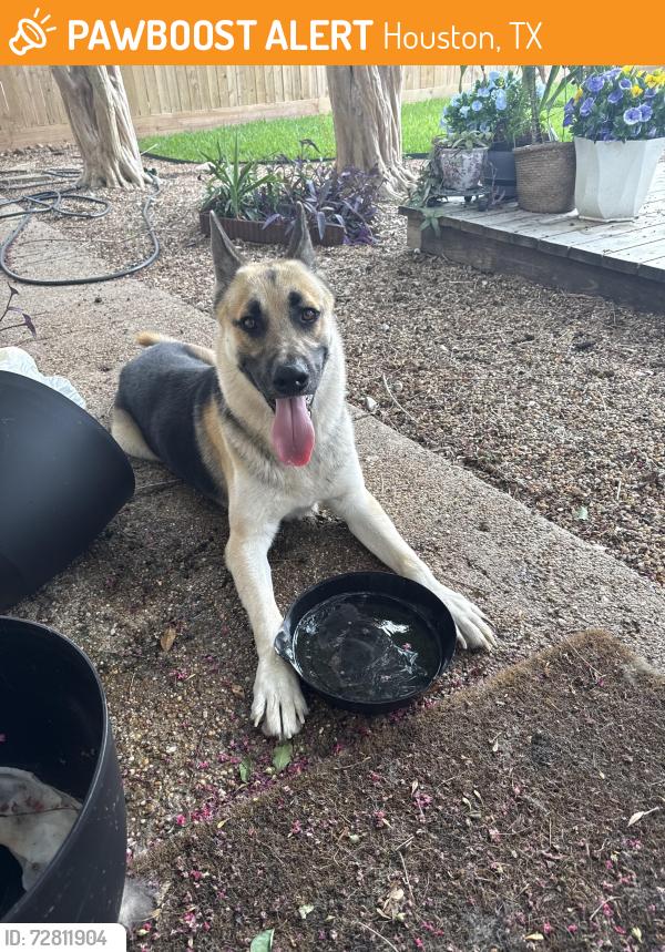 Found/Stray Male Dog last seen Long Point , Houston, TX 77055
