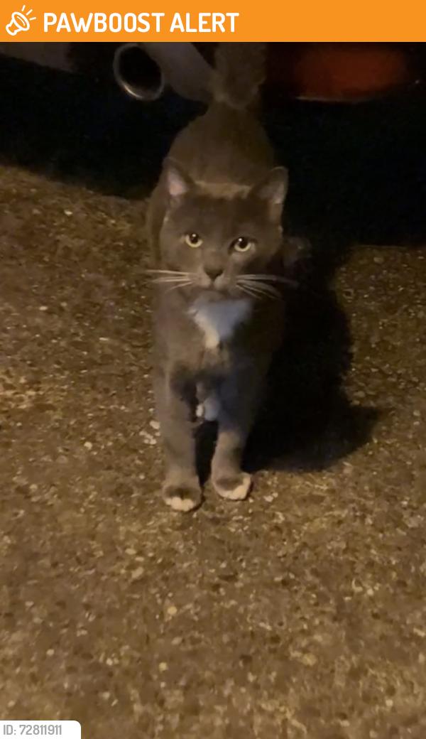 Found/Stray Unknown Cat last seen 56th and 219th , Mountlake Terrace, WA 98043