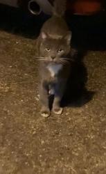 Found/Stray Unknown Cat last seen 56th and 219th , Mountlake Terrace, WA 98043