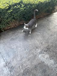 Found/Stray Unknown Cat last seen Near 55th ave Surrey bc, Surrey, BC V3X 1B4