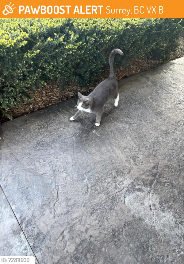 Found/Stray Unknown Cat last seen Near 55th ave Surrey bc, Surrey, BC V3X 1B4