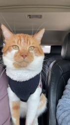 Lost Male Cat last seen Short pump va, Short Pump, VA 23233