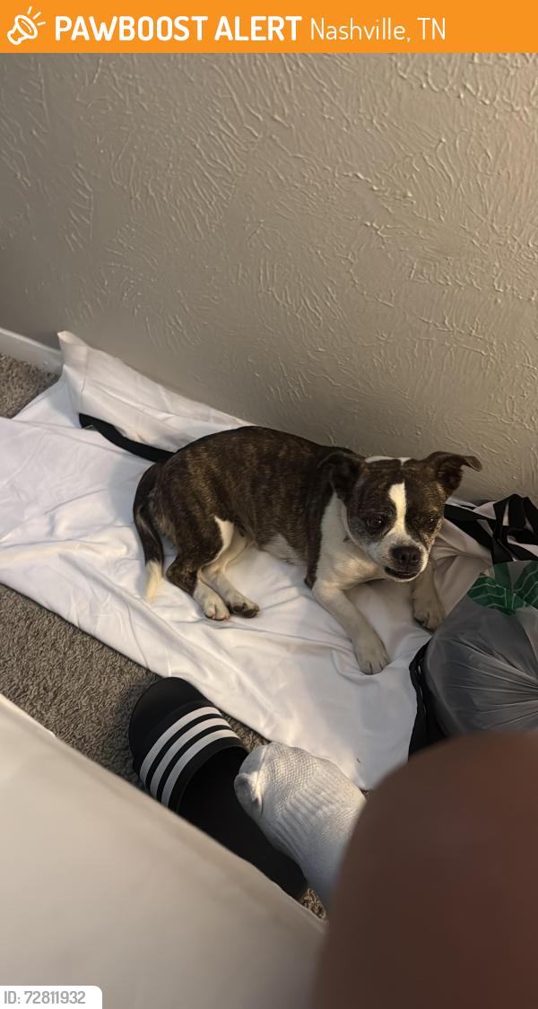 Found/Stray Female Dog last seen Glencliff Nolensville , Nashville, TN 37211