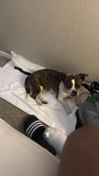 Found/Stray Female Dog last seen Glencliff Nolensville , Nashville, TN 37211
