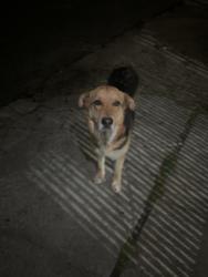 Found/Stray Female Dog last seen Paloma rd and Del Rosa, San Bernardino, CA 92410