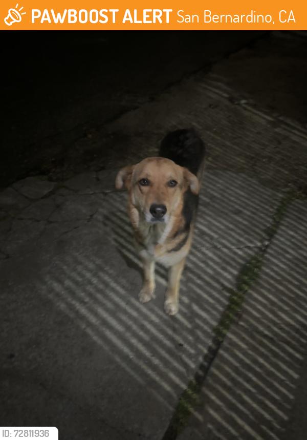 Found/Stray Female Dog last seen Paloma rd and Del Rosa, San Bernardino, CA 92410