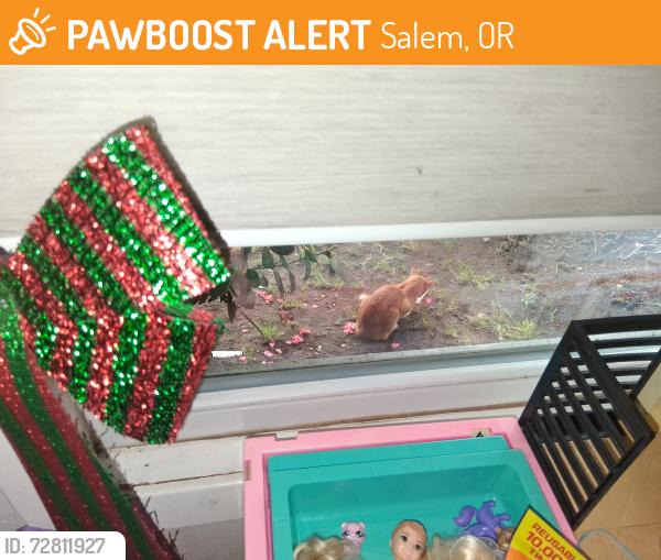 Found/Stray Male Cat last seen Electric & summer se. By the high school, Salem, OR 97302