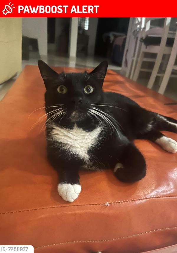 Lost Female Cat last seen Outlook Dr or Coonowrin Rd, Glass House Mountains, QLD 4518